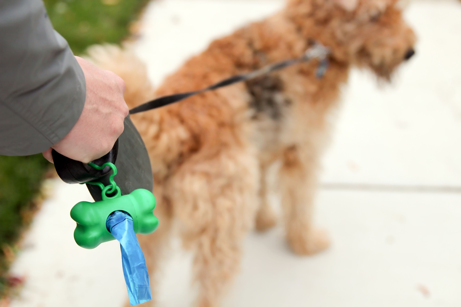 Man  Picking up / cleaning up dog droppings