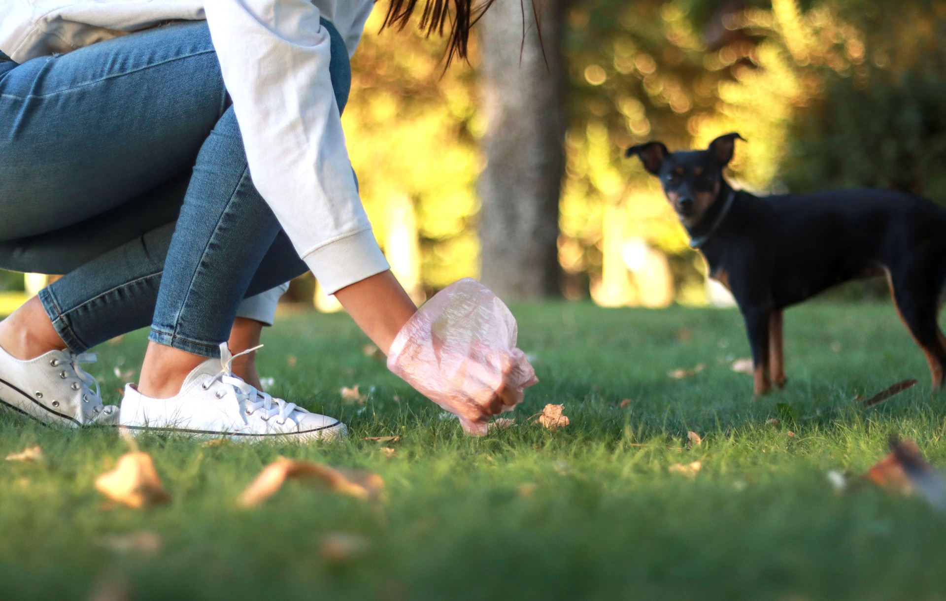 Woman crouching down to pick up her pinscher dog's poop in a park