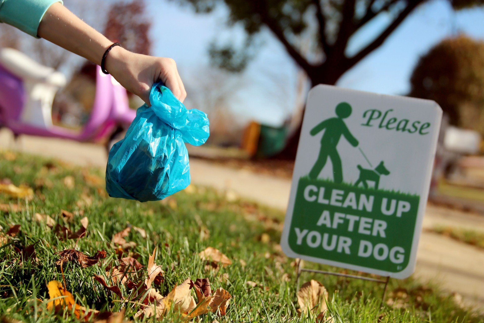 Girl cleaning up  poops after a dog outside.